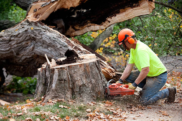 Best Professional Tree Care  in Redland, TX